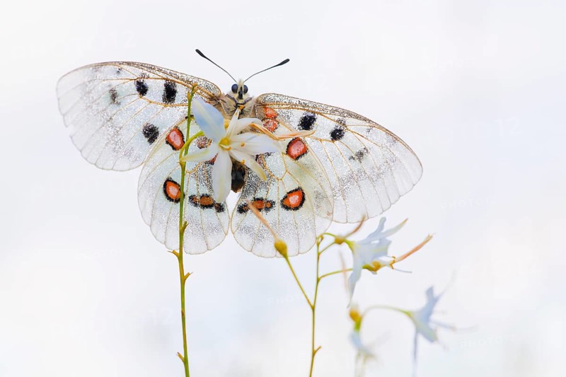 Apollo or Mountain Apollo (Parnassius apollo) butterfly sitting on a grass lily