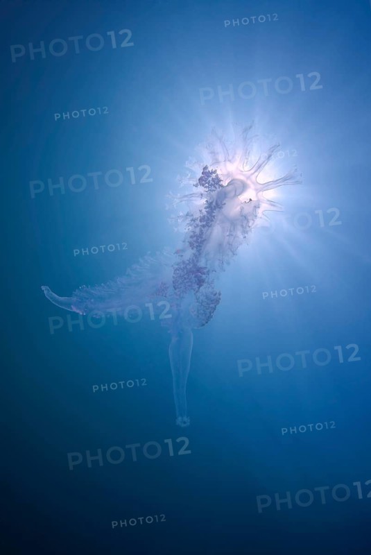 Jellyfish (Medusozoa sp.)
