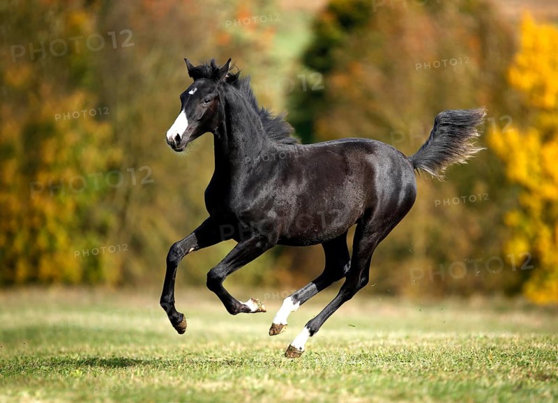 Black Wuerttemberg foal