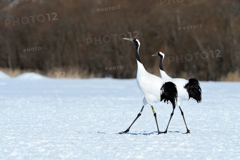 A pair of Red-crowned Cranes