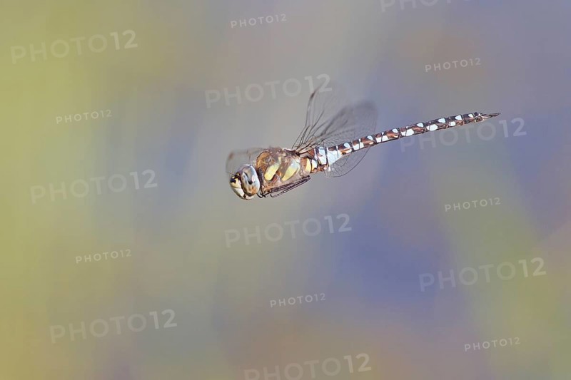 Migrant Hawker (Aeshna mixta) in flight