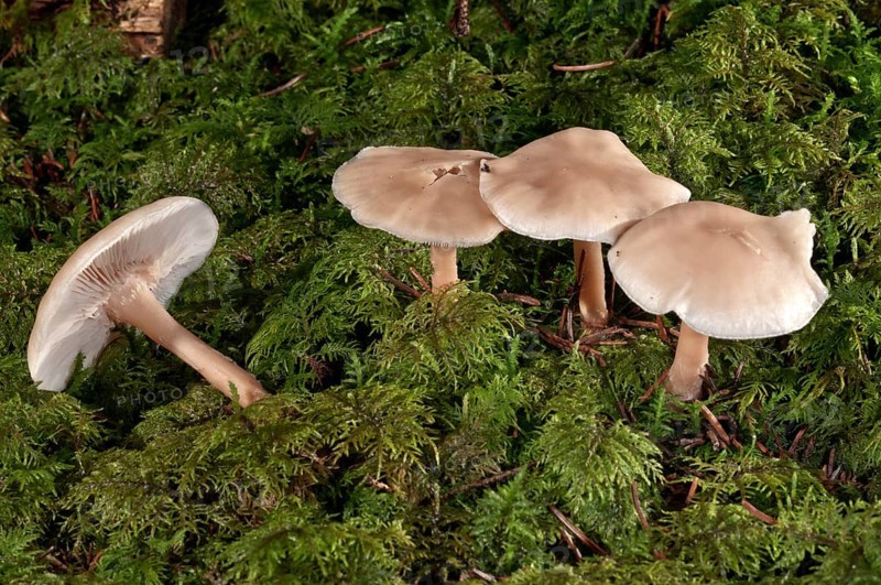 Oak-loving Collybia (Gymnopus dryophilus)