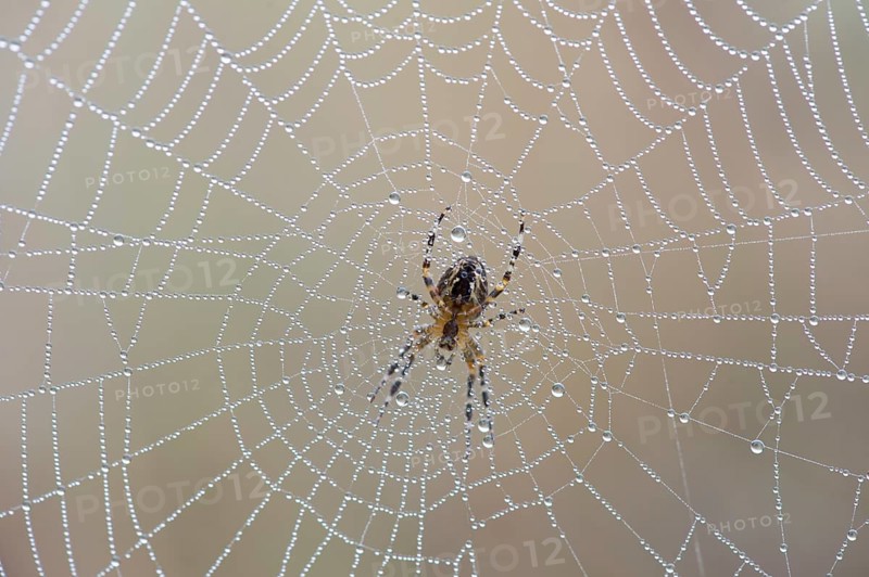 Garden Spider or Cross Orbweaver (Araneus diadematus) sitting on a net with morning dew