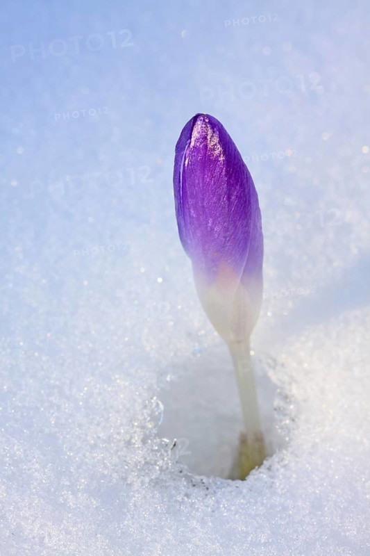Purple Spring Crocus or Giant Crocus (Crocus vernus)