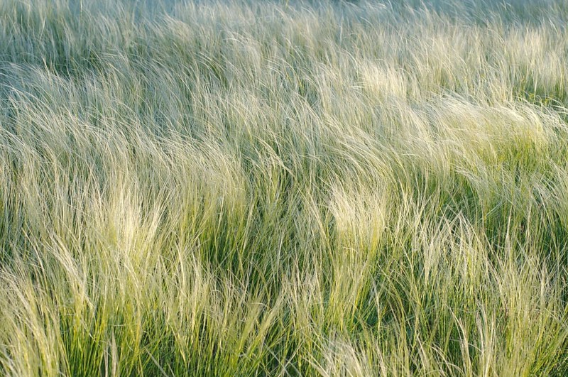 Feather grass or spear grass (Stipa sp.)