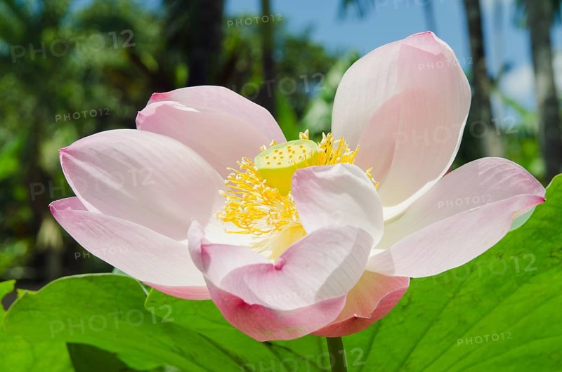Lotus or Indian Lotus (Nelumbo nucifera)