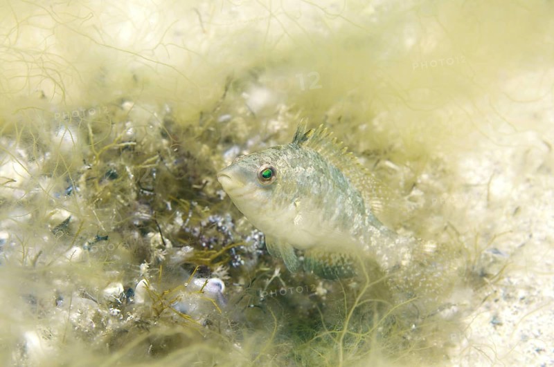 Grey Wrasse (Symphodus cinereus) guarding its nest