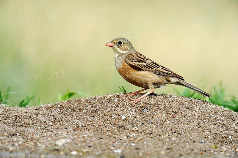 Ortolan Bunting (Emberiza hortulana)