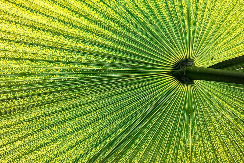 Chinese Windmill Palm (Trachycarpus fortunei)