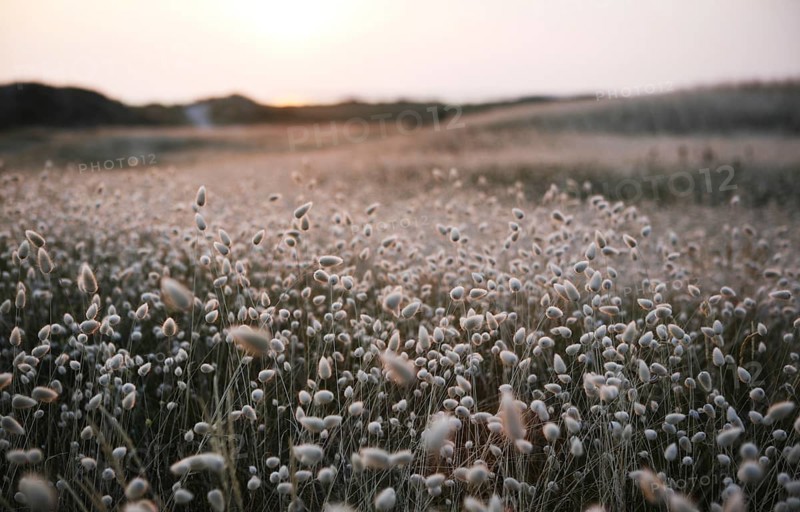 Flowering marram grass in the evening light