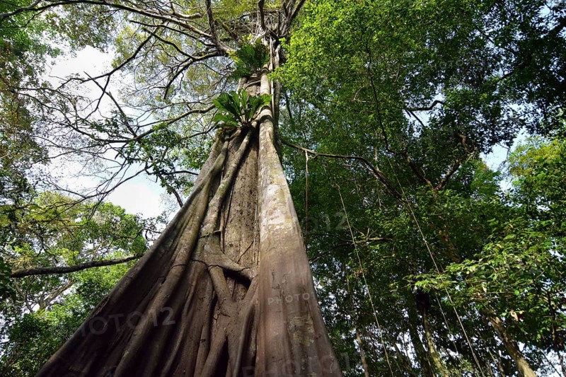 Jungle giant in the Varzea forests