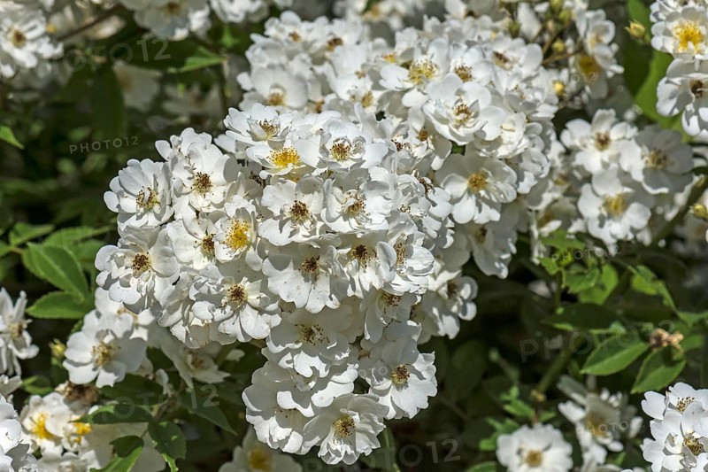 White flowering climbing Rose (Rosa)