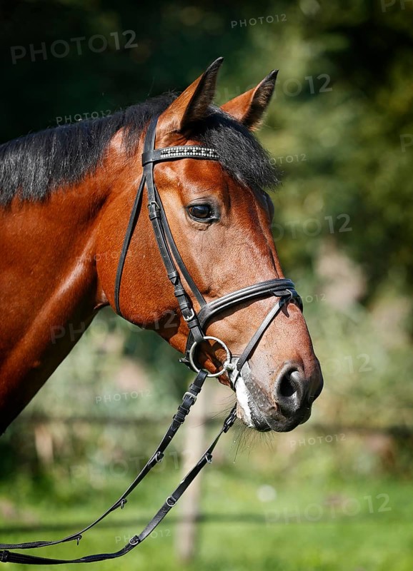 Holsteiner horse