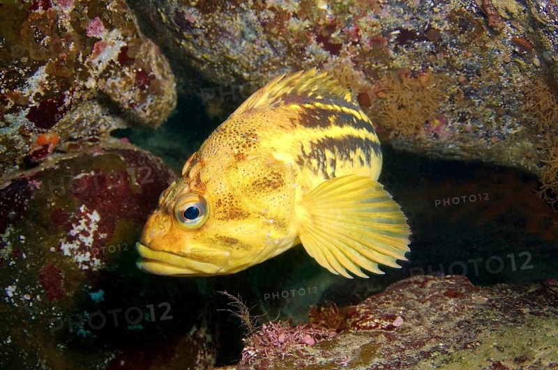 Yellow Rockfish or Three-stripe Rockfish (Sebastes trivittatus)