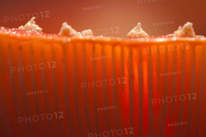 Fly Agaric (Amanita muscaria)
