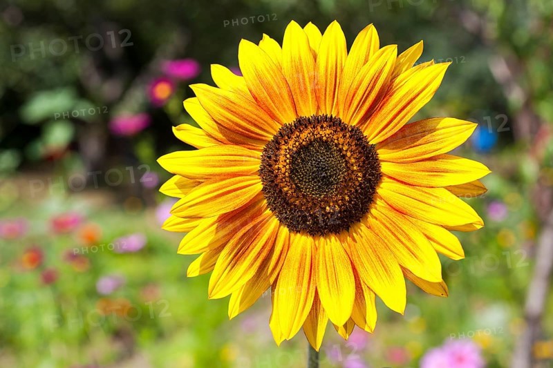 Inflorescence of a Sunflower (Helianthus annuus)