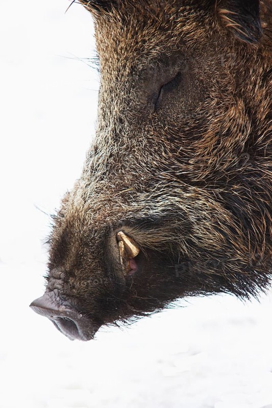 Wild boar (Sus scrofa)