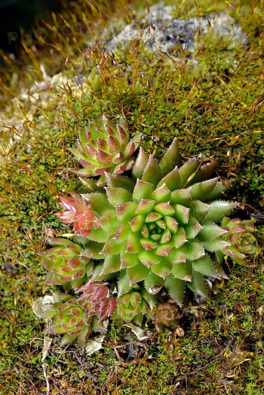 Limestone houseleek (Sempervivum calcareum)