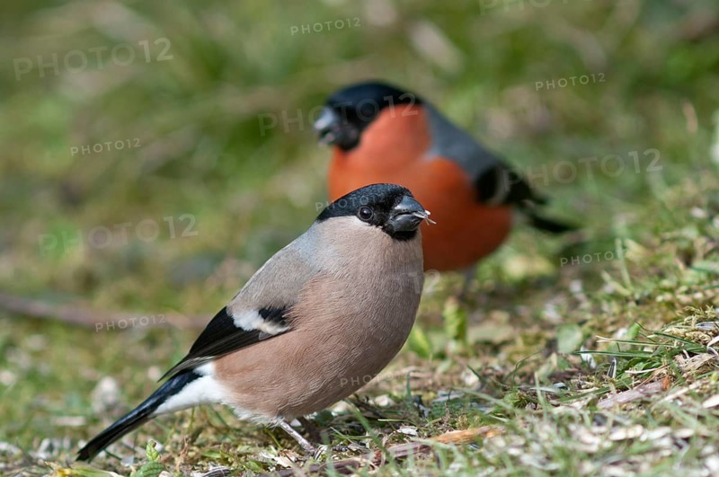 Bullfinch or Eurasian Bullfinch (Pyrrhula pyrrhula)