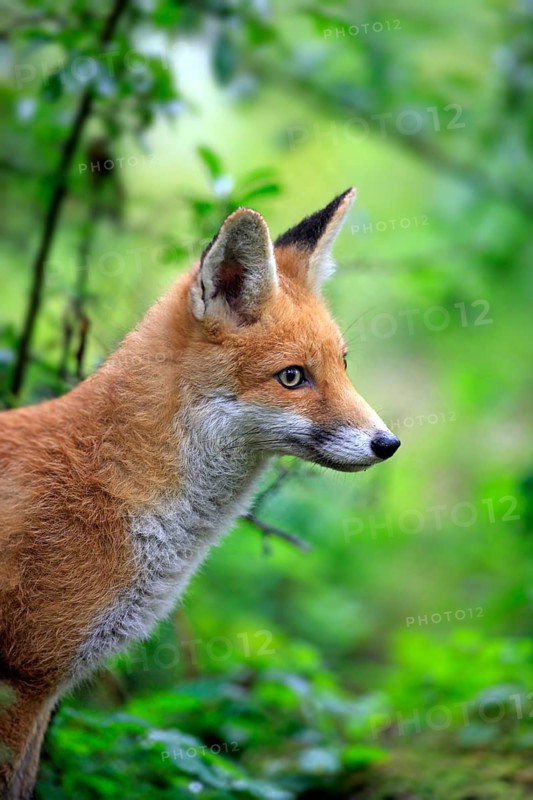Red Fox (Vulpes vulpes)