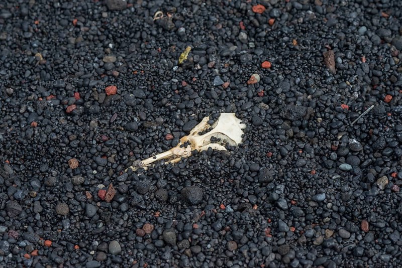 Skull of a Chinstrap Penguin (Pygoscelis antarctica)