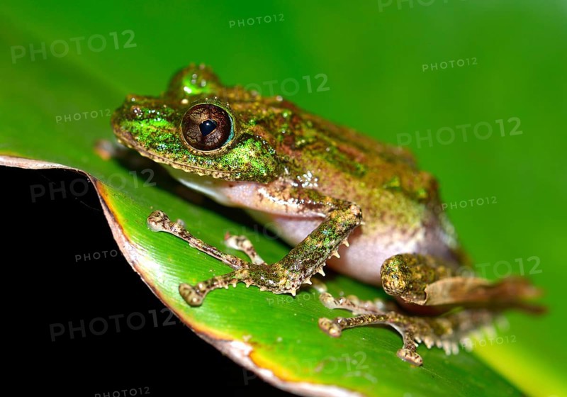 Mossy Yellow Green Frog (Spinomantis aglavei)