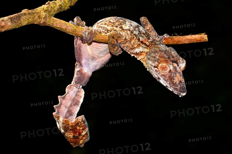 Leaf-tailed Gecko (Uroplatus giganteaus)