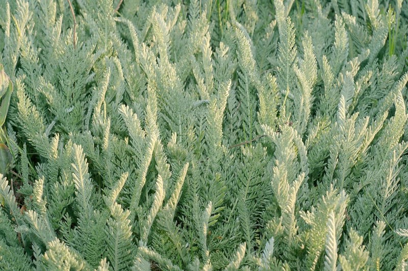 Wormwood (Artemisia sp.)