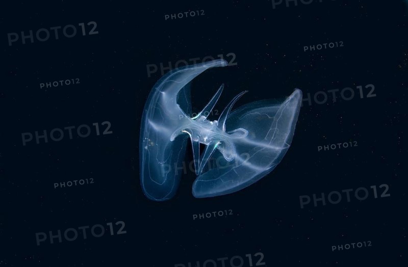 Warty Comb Jelly or Sea Walnut (Mnemiopsis leidyi)