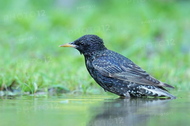 Starling (Sturnus vulgaris) washing itself