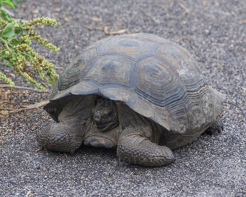 Galapagos Giant Tortoise