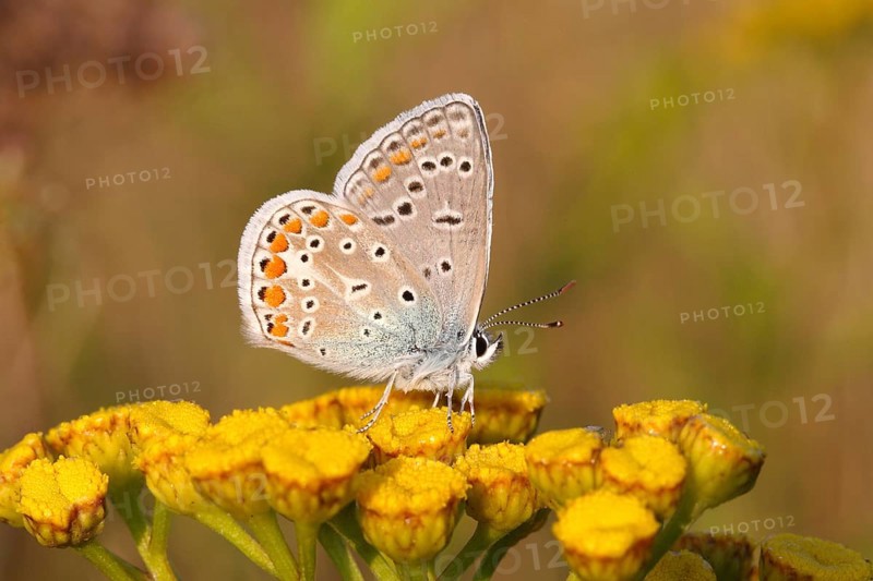 Common Blue (Polyommatus icarus) perched on a tansy