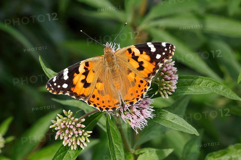 Painted Lady (Vanessa cardui