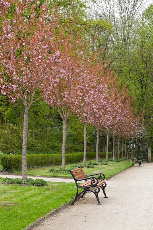 Avenue with flowering Japanese cherry trees