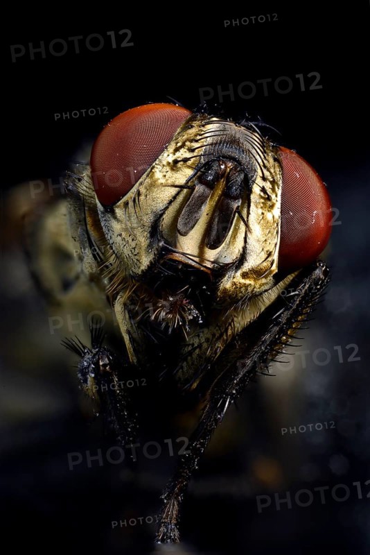 Compound eyes