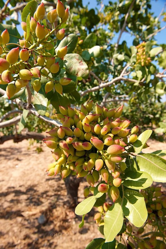 Pistachio fruits (Pistacia vera)