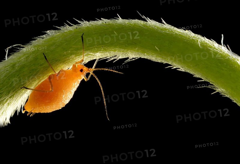 Aphid (Aphidoidea)