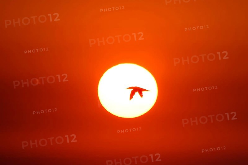 Northern gannet (Sula bassana) flying in front of setting sun