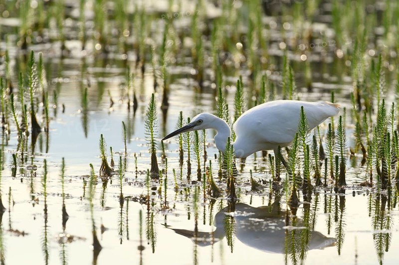 Little egret (Egretta garzetta) searching for food between Horsetail (Equisetum)