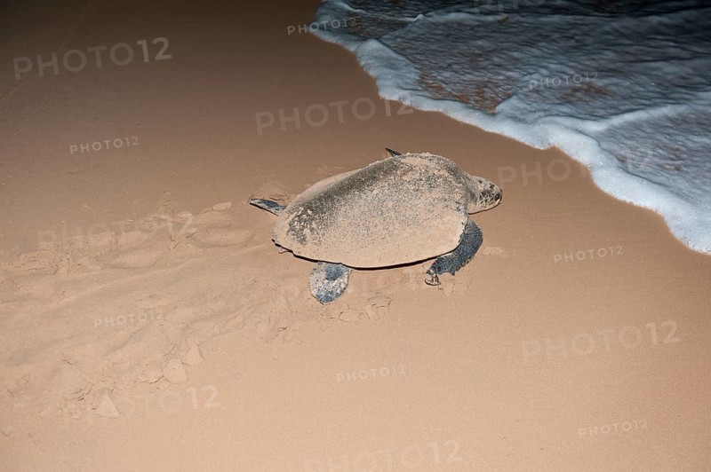 Hawksbill sea turtle (Eretmochelys imbricata) leaving the beach after having laid its eggs