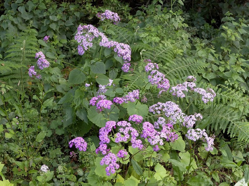 Flowering Steetz' Cinerarie (Pericallis steetzii) in green vegetation