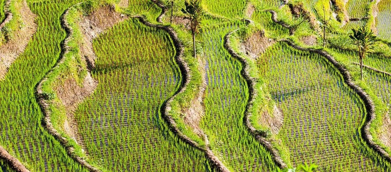 Rice fields