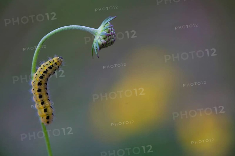 Caterpillar of a Six-spot Burnet Moth (Zygaena Filipendulae)