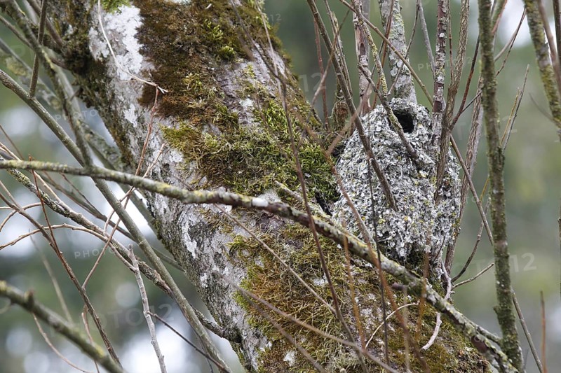 Nest of the Long-tailed Tit or Long-tailed Bushtit (Aegithalos caudatus)
