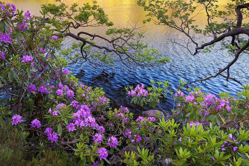 Rhododendron (Rhododendron catawbiense)