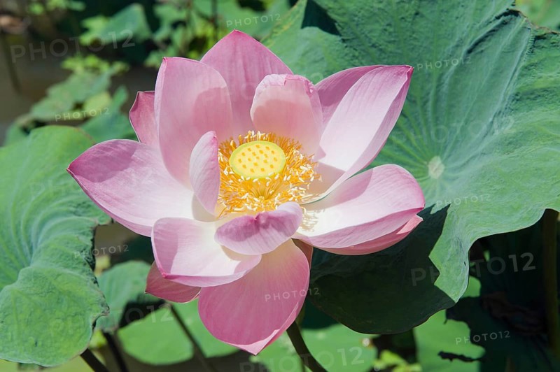 Lotus or Indian Lotus (Nelumbo nucifera)