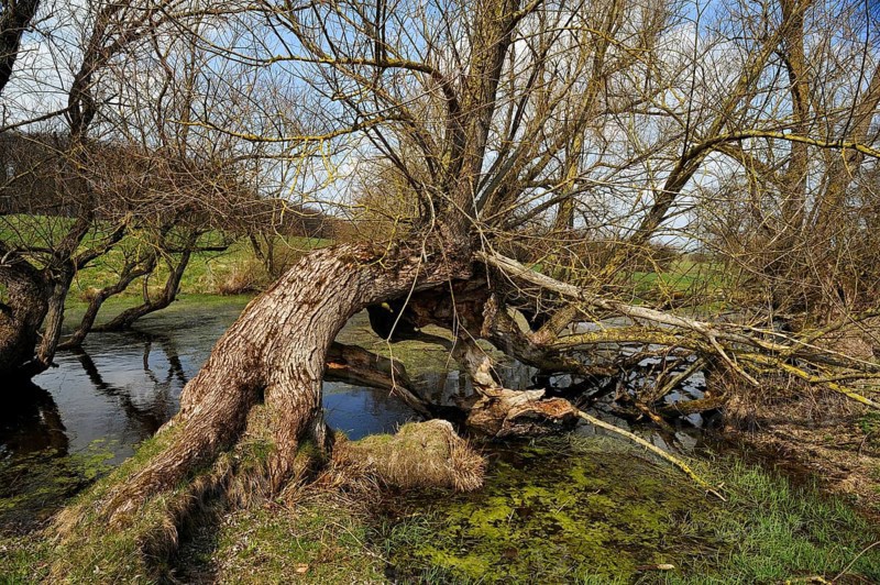 Old willow trees (Salix) at a dead ice kettle hole