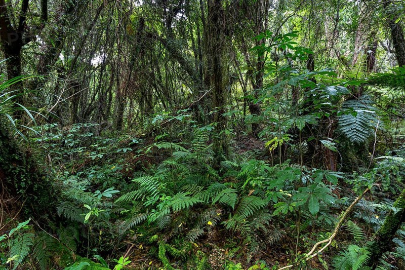 New Zealand jungle with Silver Ferns (Cyathea dealbata)