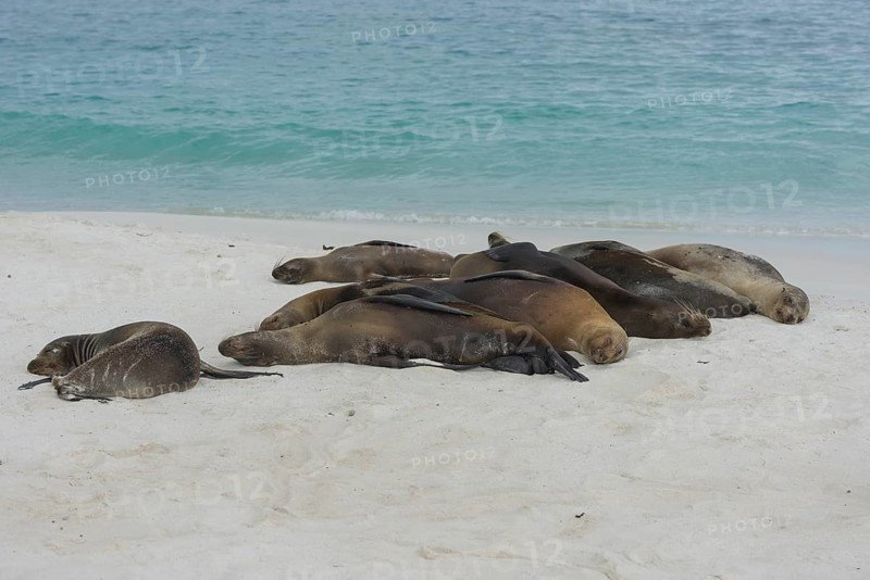 Sleeping Galapagos Sea Lions (Zalophus wollebaeki)