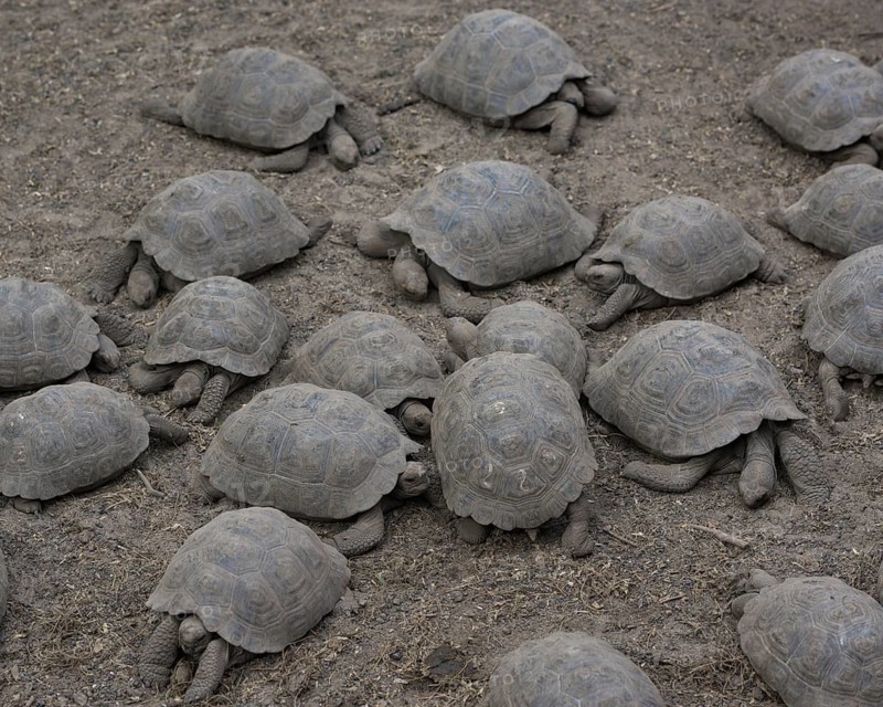 Galapagos Giant Tortoise (Chelonoidis nigra) at the Charles Darwin Station